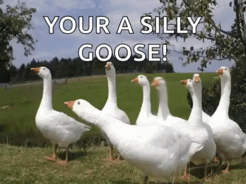 five geese are standing in a line on the grass