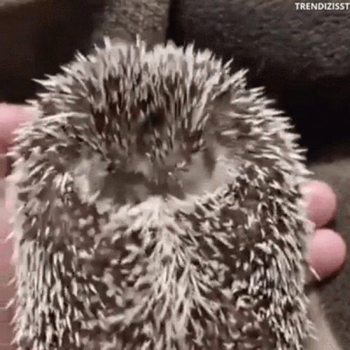 a hedgehog is poking his head out and getting a hug