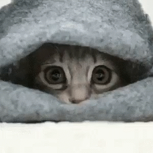 a cat with very small eyes under a blanket