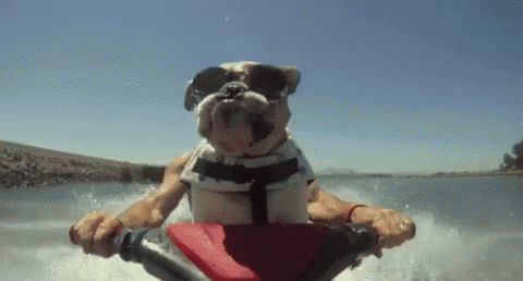 dog wearing life vest in body of water