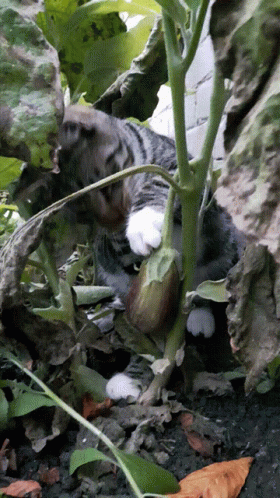 a cat climbing up a plant in the leaves