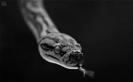 a black and white image with a snake in it