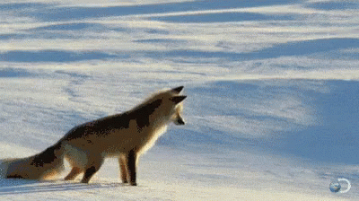 there is a wolf standing on a snowy field