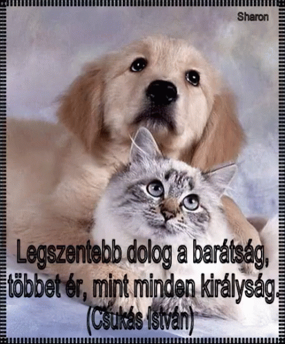 cat with dog and caption on picture of animal
