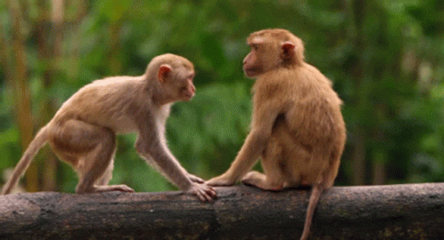 two monkeys stand on a log with their hands together