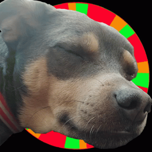 a dog has its eyes closed on a colorful circle