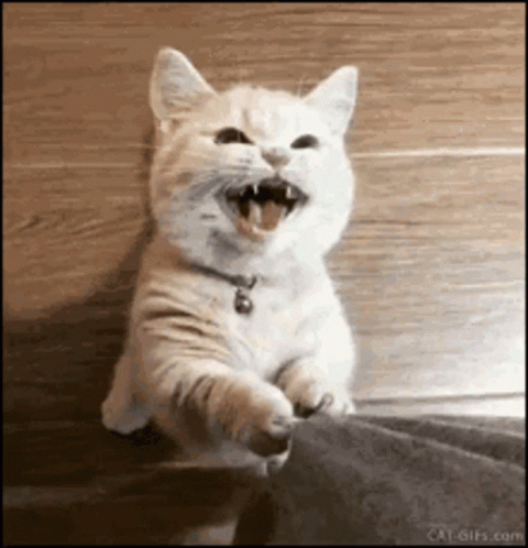 a smiling white cat with its mouth open