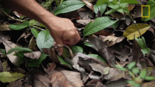 a person with a metal handle is digging through a pile of leaves