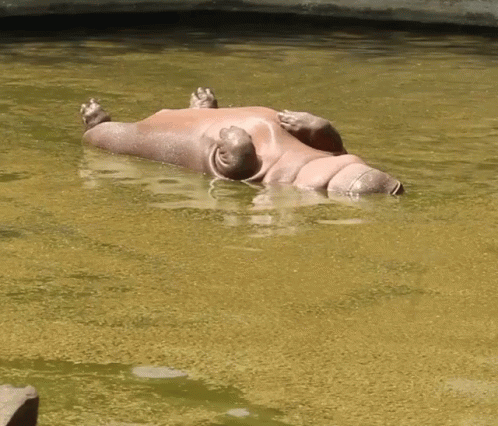 a hippo laying in the water in a zoo