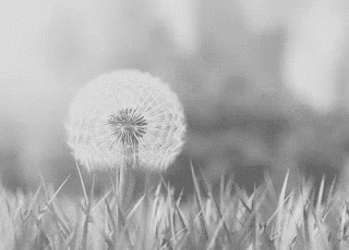 a dandelion in black and white with grass