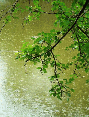 an umbrella and some leaves over water