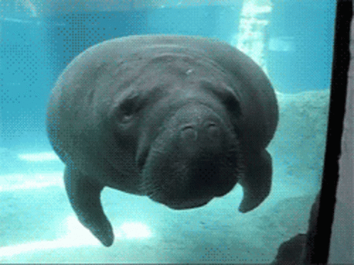 a small seal floats under water in a tank