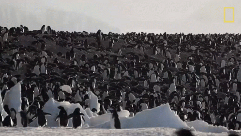 a large group of penguins near each other