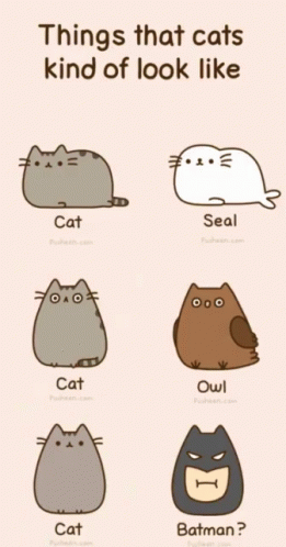 the four types of cats are shown in a cartoon style