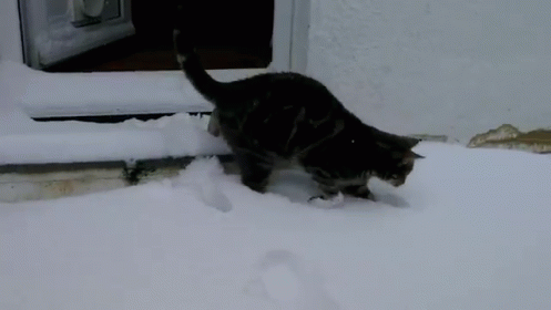a cat that is standing in the snow