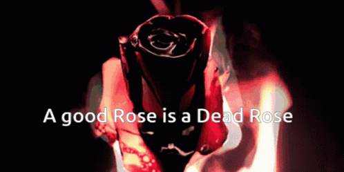 an image of the word a good rose is a dead rose
