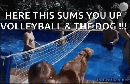 there are people playing volley ball and the dog is behind it