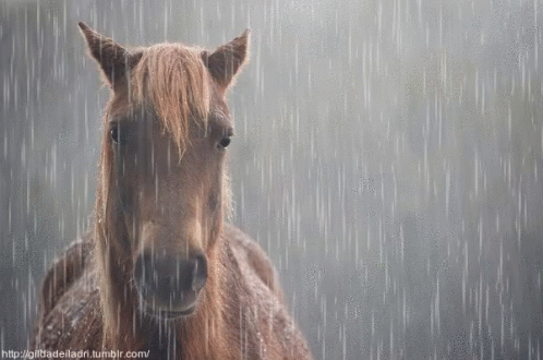a close up of a horse on a rainy day
