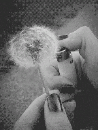 a person holding a small dandelion that is blowing