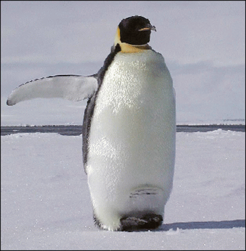 a penguin walking across some snow with it's foot on the ground