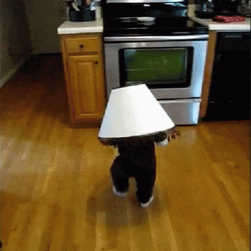 a small dog standing in a kitchen near a stove and an oven