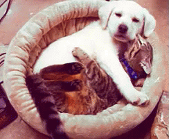 a dog and cat laying together in a bed