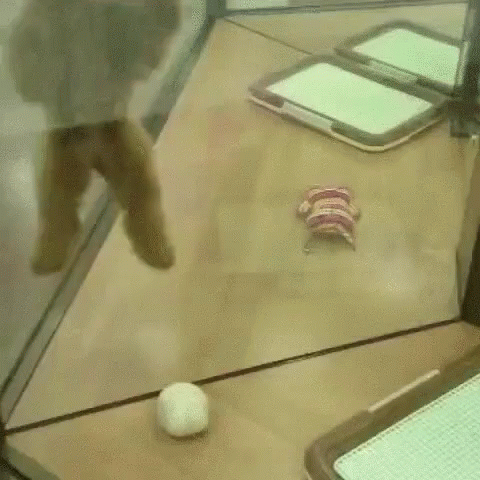 a white ball on a counter with a cell phone