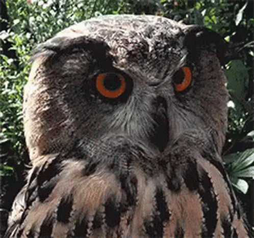 an owl with blue eyes standing by some trees
