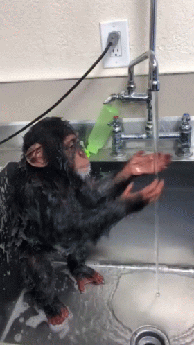 a monkey drinking water from a faucet above a sink