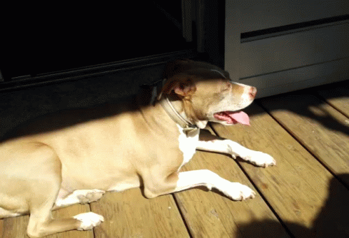 a dog laying on the floor with its tongue out