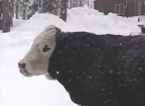 a large cow standing in the snow looking at soing