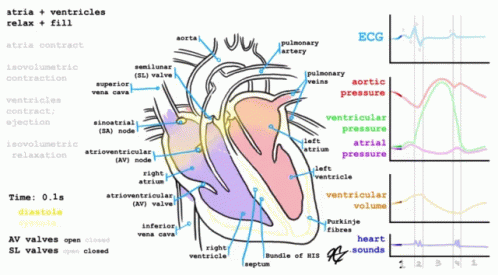 the diagram below shows the organ system