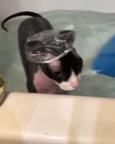 a small dog in a bathtub wearing a plastic cap