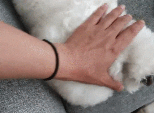 white poodle being brushed by a blue glove