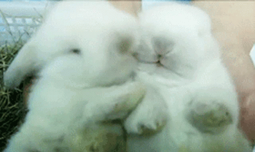 two white fluffy polar bears are hugging and hugging each other