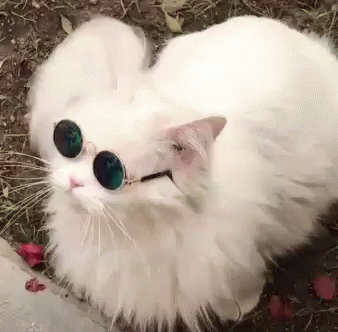 a fluffy white cat wearing eyeballs and sunglasses