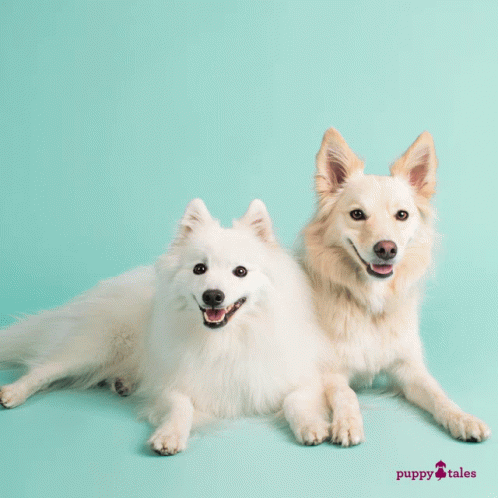two dogs are sitting on a green background