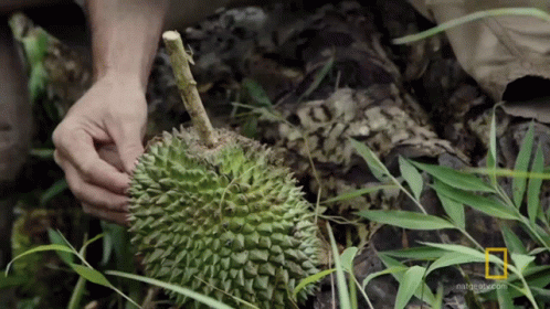 a person holding an durian over another one