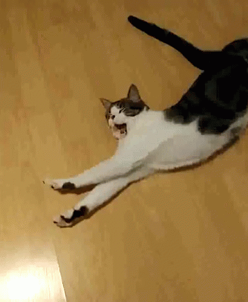 a black and white cat laying down on the floor