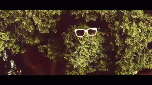 a pair of white sunglasses with their reflection on the lenses are hovering over pine trees