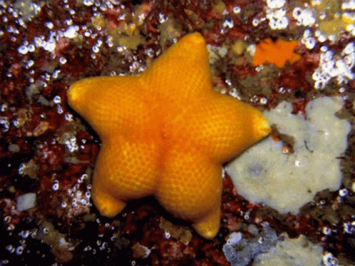 a blue starfish is on the ocean floor