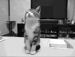 a cat that is standing on its hind legs