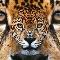 a leopard's face and face with its eyes opened