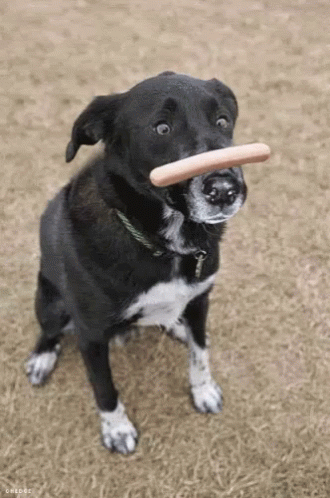 a dog playing with a toy in its mouth