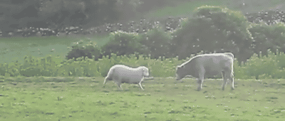 two white sheep grazing on a lush green hillside