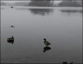 ducks are swimming in the still water of a lake