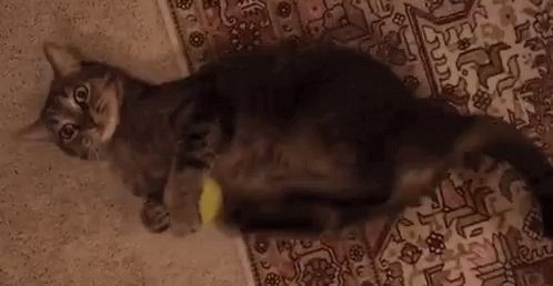 a cat is on the carpet playing with a blue toy