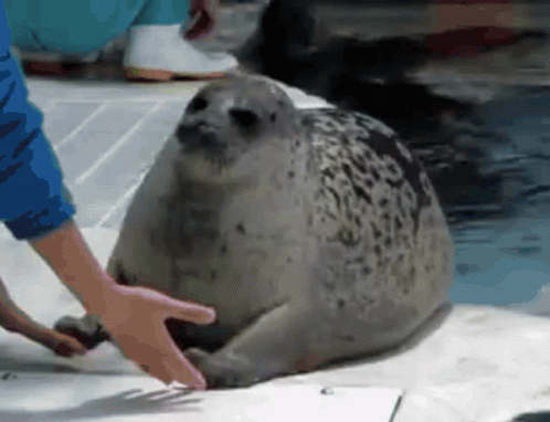 a woman is petting a sealer in an enclosure