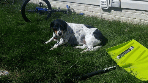 a dog laying on grass with an umbrella near it