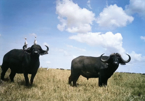 two oxen stand next to each other in the grass